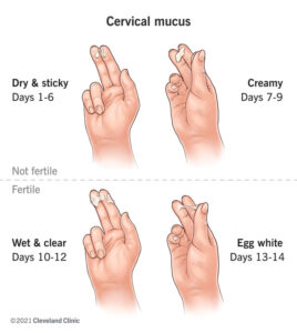 cambios en el moco cervical durante el ciclo menstrual